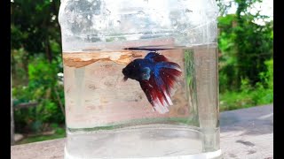 Elephant Eyar Betta Fish Natural Location Betta fish ornamentalfish worldoffish769 [upl. by Jelena792]