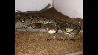 Sexing Pythons male vs female [upl. by Otrebmal]