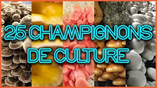 🍄 25 CHAMPIGNONS COMESTIBLES et MÉDICINAUX à CULTIVER [upl. by Oile]