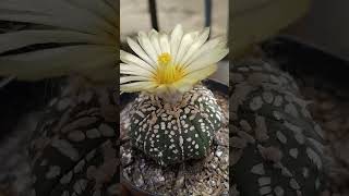 primavera2024 cacto astrophytum Asterias floração perfeição [upl. by Destinee]