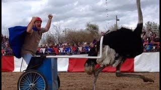 Chariots of Fire Ostrich Race March 9 2013 [upl. by Rednazxela]