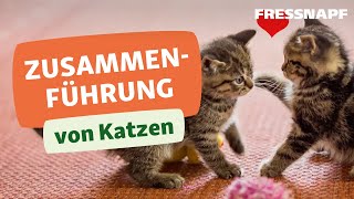 Vergesellschaftung von Katzen So klappt die Zusammenführung [upl. by Edana]