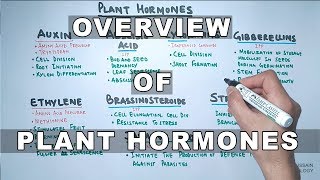 Plant Hormones  Types and Functions [upl. by Demy539]