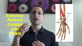 Passive Relaxed Stretches vs Kinesiological Stretches Wrist Extension False Grip Example [upl. by Demah]