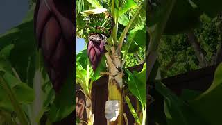 How to Grow Bananas in Your Backyard Garden – Easy Tips and Tricks [upl. by Marcellus]