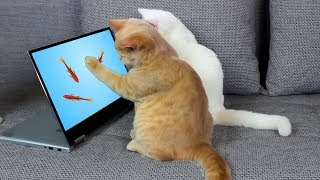 Réaction Des Chats Aux Jeux Vidéo Pour Les Chats [upl. by Sadye]