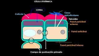 Teórico 6 Meristemas y anatomía Epidermis [upl. by Lieberman]