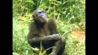 The Chimps of Gombe Part 6 [upl. by Anavoig]