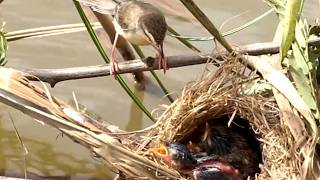 Momy Catch Insect to feed babies bird waot eat in nest ViralBirdNest [upl. by Nybor596]