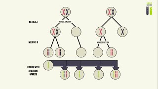 Genetic Mutations  Part 4  Aneuploidy In Humans Nondisjunction [upl. by Drofnelg]