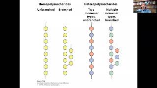 Disaccharides and PolysaccharidesBiochemistry 121 [upl. by Arlyne]