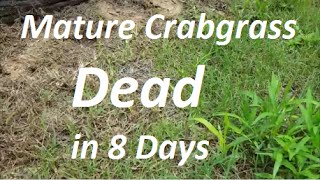 How to Kill Mature Crabgrass in 8 Days  Post Emergent Herbicide [upl. by Ellemrac]