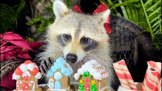 Wild Raccoons Taste Test Christmas Treats [upl. by Frederico345]