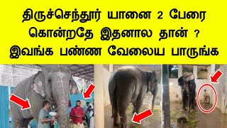 திருச்செந்தூர் யானை 2 பேரை தாக்கியதே இதனால தான் இவங்க பண்ணதை பாருங்க Tiruchendur elephant news tamil [upl. by Nyer]