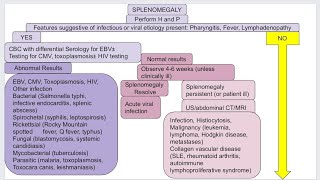 Splenomegaly in pediatric [upl. by Calista]