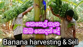 How to harvest and sell bananas කෙසෙල් අස්වැන්න නෙලීම හා විකිණීම banana harvesting l Aluth wagawa [upl. by Danell]