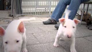 Mini Bull Terriers WeShootit puppies [upl. by Rento]