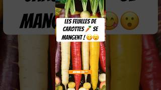 Les bienfaits de la Carotte carottes carotte carote carota carrot borislepacha [upl. by Dranek765]