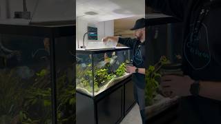 Feeding the 150 Gallon Cichlid Tank [upl. by Carrnan]