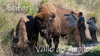 📷 Safari en el Valle de Anciles Riaño  Bisonte europeo 🦬🐃🦌🐐 [upl. by Lauzon]