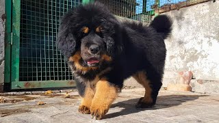 Tibetan Mastiff Female Puppies 919417730301 tibetanmastiffpuppies [upl. by Thrasher413]