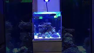 My first reef tank Waterbox Mini Peninsula 25 reef coral saltwateraquarium waterboxaquariums [upl. by Asyle]