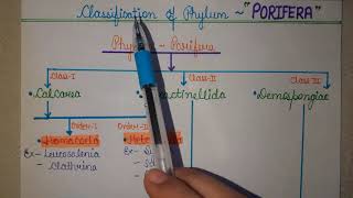 Classification of PhylumPorifera  Zoology  2020  Ashna Siddiqui [upl. by Ikcin561]