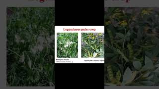 Introduction to leguminous crops part2 shortsvideo shorts [upl. by Airetnohs]