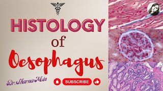 Histology of Oesophagus [upl. by Annabell]