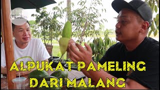 ALPUKAT PAMELING DARI MALANG [upl. by Eimme]