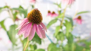 Echinacea purpurea  Purple Coneflower [upl. by Richelle625]