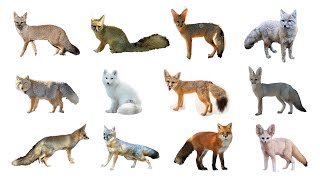 12 Species of True Foxes  Genus Vulpes [upl. by Ihsir]