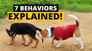 7 Strange Beagle Behaviors Explained [upl. by Blumenfeld]