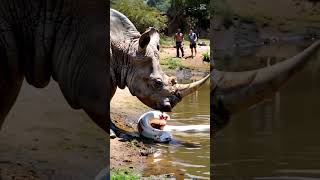 Rhino meets giant white python by the lake youtubeshorts pythonsnake animals giantpython snake [upl. by Aryamoy]