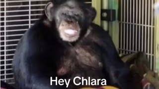 This Chimpanzee Ripped Charla’s Face Off… Travis The Chimp [upl. by Alton]