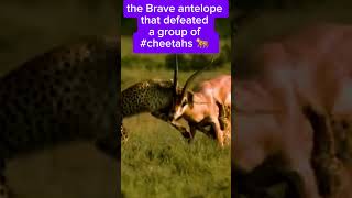 the brave antelope that defeated the group of cheetahs 🐆 [upl. by Sucitivel]