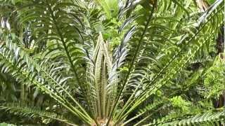 Encephalartos Large Cycad flushing [upl. by Chancellor267]