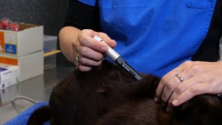 Administering Insulin to your Cat using an Insulin Pen [upl. by Horten580]