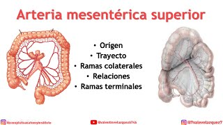 ARTERIA MESENTÉRICA SUPERIOR Orígen trayecto distribución ramas colaterales [upl. by Onimixam]