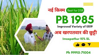 PB 1985 किसानों के लिए वरदान  Best Seeds for Farmers  AGROF [upl. by Weirick232]