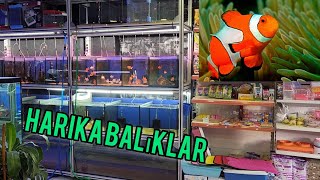 Petshop Gezisi 2024 Balık Fiyatları [upl. by Mcclimans]