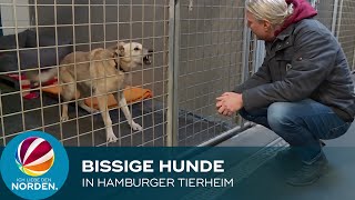 Schlecht erzogen Bissige Hunde im Tierheim in Hamburg [upl. by Vigen]