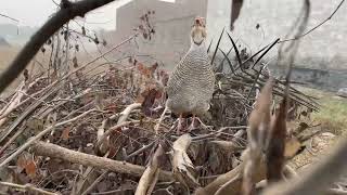 teetar ki original awaazteetarjungle teetar bird hunting female grey francolin sound [upl. by Lind]