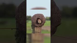 Nests made of adobe Red Ovenbird [upl. by Dnomad]