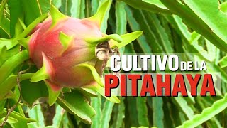 Cultivo de PITAHAYA ROJA [upl. by Stedt]