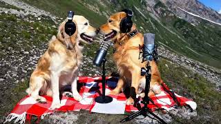 Sora openAi Two golden retrievers podcasting on top of a mountain [upl. by Ainafetse227]