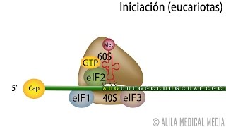 Traducción Eucariota – Síntesis de Proteínas Alila Medical Media Español [upl. by Onairda78]