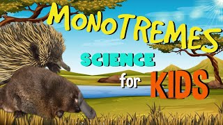 Monotremes  The only Mammals that lay Eggs  Science for Kids [upl. by Pearl219]