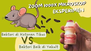 Reaksi Yakult VS Bakteri Jahat di zoom Mikroskop 1000X‼️ [upl. by Gemmell]