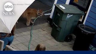 Family has encounter with cougar in backyard of home [upl. by Auqcinahs936]